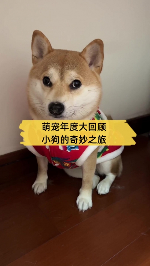 376969狗跑论坛，探索狗狗世界的奇妙之旅